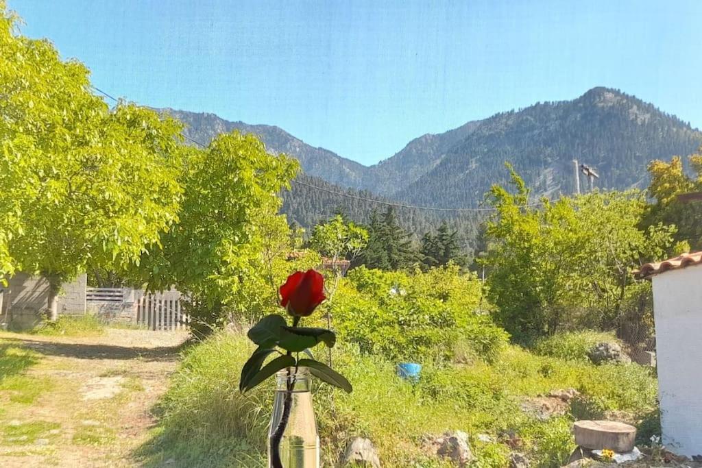Appartamento Το Σπίτι Της Ελένης Vlachia Esterno foto
